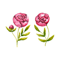 Set of watercolor peonies. Hand drawn illustration is isolated on white. Painted flowers are perfect for wedding invitation, floristic card, wrapping design, fabric textile, interior poster
