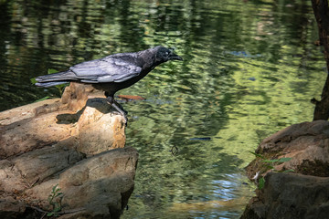 Raven on rock at Garden Lake in Rome Georgia.