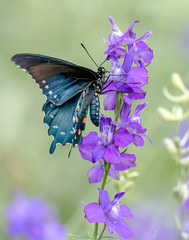 Blue butterfly on a flower