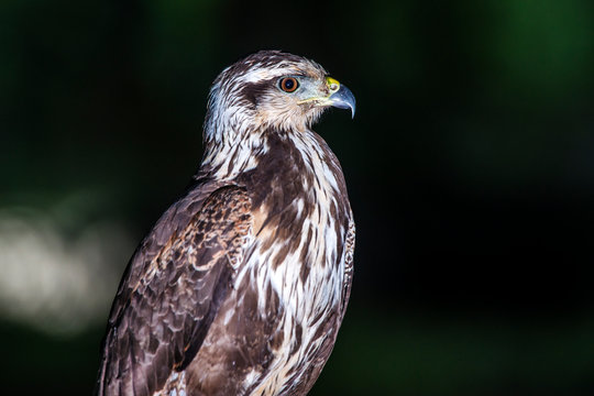 Savanna Hawk photographed in Corumba, Mato Grosso do Sul. Pantanal Biome. Picture made in 2017.