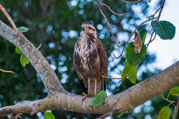 Savanna Hawk photographed in Corumba, Mato Grosso do Sul. Pantanal Biome. Picture made in 2017.