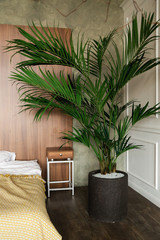 Big palm tree in the interior - 334284575
