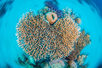Koralle im Roten Meer in Ägypten