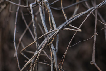 dry branches of a tree