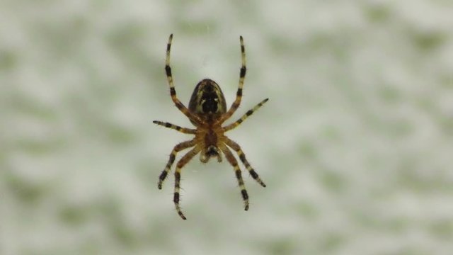 Makroaufnahme einer Spinne