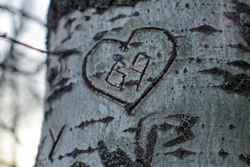 heart on the tree