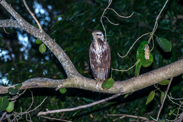 Savanna Hawk photographed in Corumba, Mato Grosso do Sul. Pantanal Biome. Picture made in 2017.