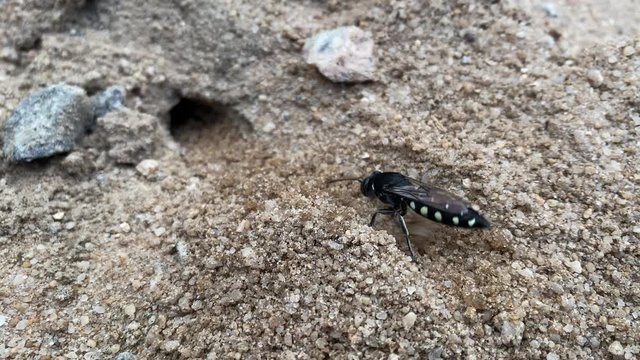Sand wasp (Stictia carbonaria). Close up shot of Sand Wasp(s) digging little tunnels in the sand. Also known commonly as "sand bees." 