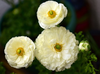bouquet of white flowers