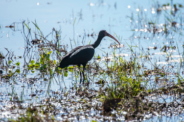 Bare faced Ibis photographed in Corumba, Mato Grosso do Sul. Pantanal Biome. Picture made in 2017.