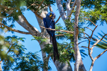 Hyacinth Macaw photographed in Corumba, Mato Grosso do Sul. Pantanal Biome. Picture made in 2017.