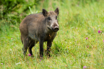 Calm adult wild boar, sus scrofa, looking on green grass in summer time. Fat mammal standing in...