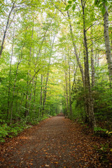 path in the forest