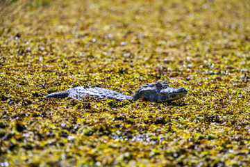 Yacare Caiman photographed in Corumba, Mato Grosso do Sul. Pantanal Biome. Picture made in 2017.