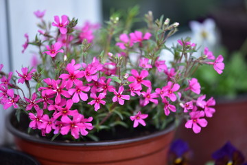 Obraz premium pink flowers in a pot