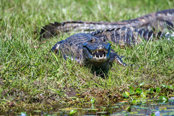 Yacare Caiman photographed in Corumba, Mato Grosso do Sul. Pantanal Biome. Picture made in 2017.