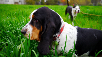 Pies rasy Basset Hound stoi na trawie. W tle inny pies Amstaff. Zabawa psów, spacer,wyprowadzanie psa. Zabawa z innymi psami. Pies w trawie na łące.