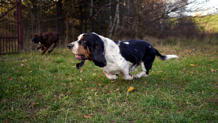 Pies rasy Basset Hound biegnie po trawie. Pies nie dotyka ziemi, ma uniesione lapy. Zabawa z psem, spacer,wyprowadzanie psa. Basset biega jak szalony. Zabawa z innymi psami. - obrazy, fototapety, plakaty
