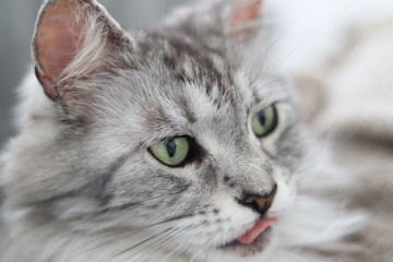 portrait of a cat