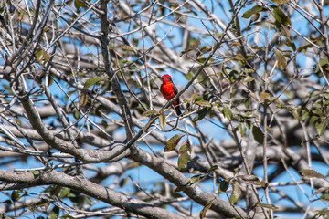Vermilion Flycatcher photographed in Corumba, Mato Grosso do Sul. Pantanal Biome. Picture made in 2017.