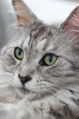 portrait of a cat