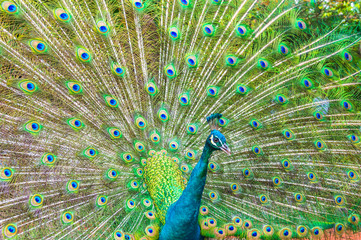 Obraz premium Portrait of Peacock with Feathers Out