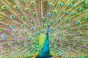 Obraz premium Portrait of Peacock with Feathers Out