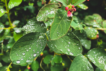 raindrops on leaves