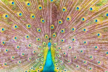 Naklejka premium Portrait of Peacock with Feathers Out