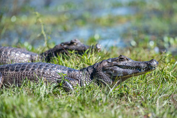 Fototapeta premium Yacare Caiman photographed in Corumba, Mato Grosso do Sul. Pantanal Biome. Picture made in 2017.