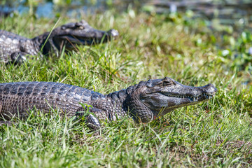 Yacare Caiman photographed in Corumba, Mato Grosso do Sul. Pantanal Biome. Picture made in 2017.