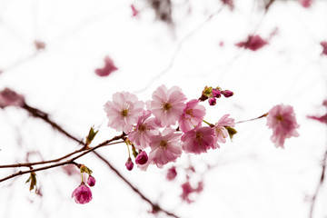Obraz premium Beautiful pink plum blossoms flowering in the spring; flower covered branches with sky background