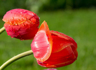 Red Tulips wet Monroeville, Pa