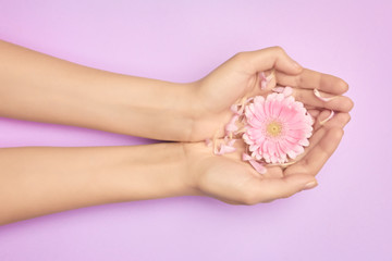 Obraz na płótnie Canvas Womans hands with a bright pink gerbera flowers on a purple backround. Product or skin care, natural petal cosmetics, anti-wrinkle hand care.