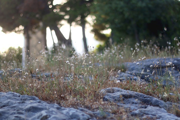 Wildflowers growing in a Mediterranean park. Selective focus.