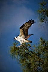Osprey tree Naples FL