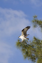 Osprey tree Naples FL