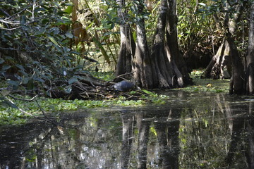 Corkscrew Swamp Sanctuary, Naples, FL