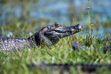 Yacare Caiman photographed in Corumba, Mato Grosso do Sul. Pantanal Biome. Picture made in 2017.