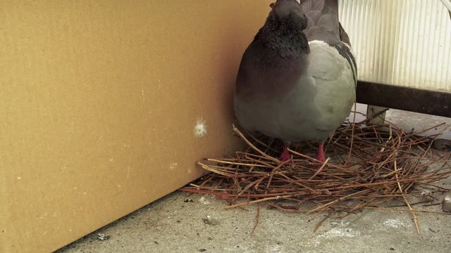 Close up of female and male pigeon, protecting and constructing a fresh new nest on the concrete balcony using a thin sticks for her future small chicks.