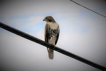 Hawk on wire
