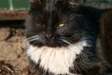 portrait of a black cat