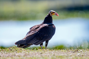Lesser Yellow headed Vulture photographed in Corumba, Mato Grosso do Sul. Pantanal Biome. Picture made in 2017.