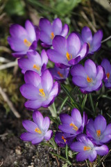 Lila Krokus Blüten im Frühling