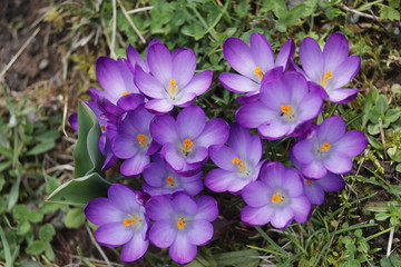 Lila Krokus Blüten im Frühling als top view.