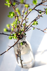Frische grüne Zweige und Knospen des Weissdorns in Blumenvase im Frühling