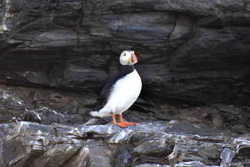 Atlantic puffin in Svalbard, Norwegian territory,