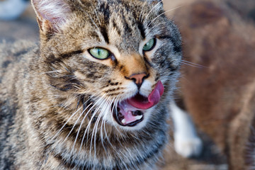 portrait of cat
