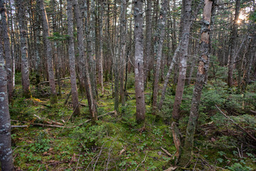 Fototapeta premium trees and moss in the forest