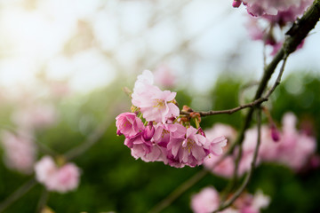 Beautiful pink plum blossoms bloom in the spring; branch covered with pink flowers against a green hedge background